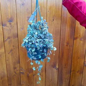 Lampášik (Ceropegia woodii) ´VARIEGATA´ - výška 30-50 cm, kont. C1,5L